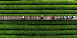 les plantations de the